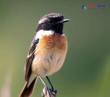 White-tailed Stonechat - Saxicola leucurus