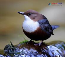 White-throated Dipper_Cinclus cinclus