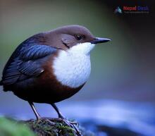 White-throated Dipper_Cinclus cinclus