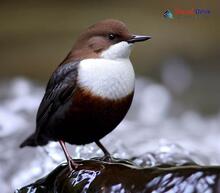 White-throated Dipper_Cinclus cinclus