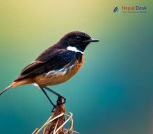 White-throated bush chat_Saxicola insignis