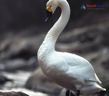 Whooper Swan_Cygnus cygnus