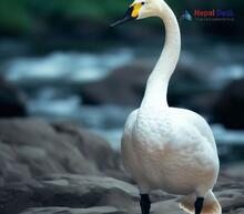 Whooper Swan_Cygnus cygnus