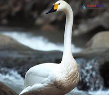 Whooper Swan_Cygnus cygnus