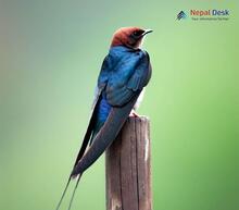 Wire-tailed Swallow_Hirundo smithii