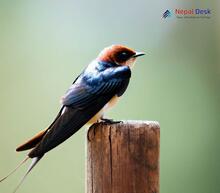 Wire-tailed Swallow_Hirundo smithii