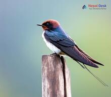 Wire-tailed Swallow_Hirundo smithii