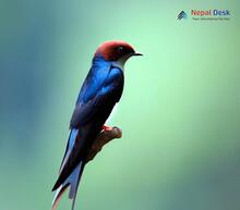 Wire-tailed Swallow_Hirundo smithii