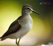Wood Sandpiper_Tringa glareola