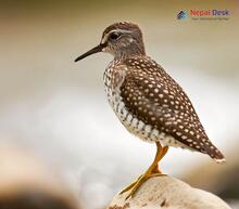 Wood Sandpiper_Tringa glareola