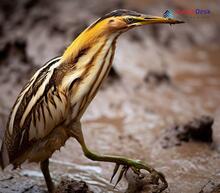 Yellow Bittern_Ixobrychus sinensis