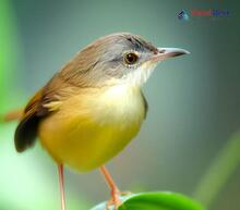 Yellow-bellied Prinia_Prinia flaviventris