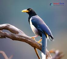 Yellow-billed Blue Magpie_Urocissa flavirostris