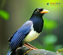 Yellow-billed Blue Magpie_Urocissa flavirostris