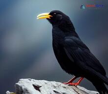 Yellow-billed Chough_Pyrrhocorax graculus