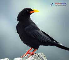 Yellow-billed Chough_Pyrrhocorax graculus