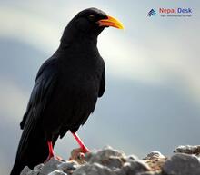 Yellow-billed Chough_Pyrrhocorax graculus
