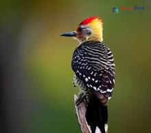 Yellow-crowned Woodpecker_Leiopicus mahrattensis