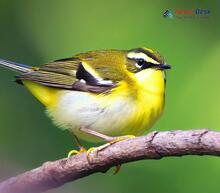 Yellow-vented Warbler_Phylloscopus cantator
