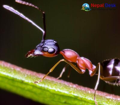 Arboreal Bicolored Ant