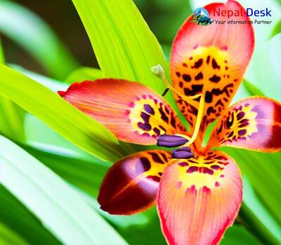 Himalayan Blackberry Lily