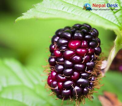 Wild Himalayan Blackberry