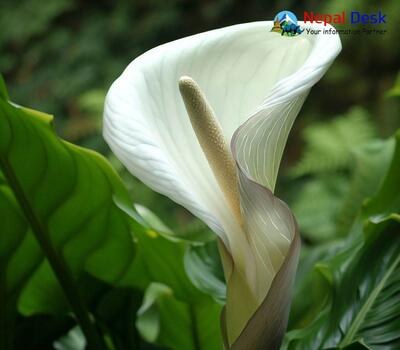 Himalayan Cobra Lily