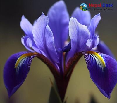 Himalayan Iris