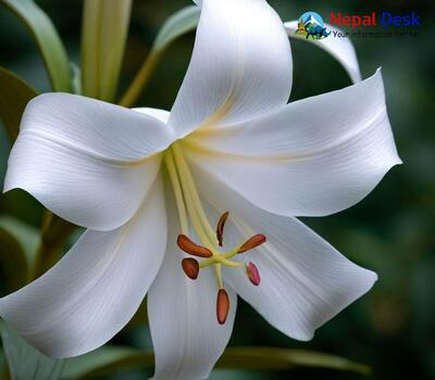 Himalayan White Lily
