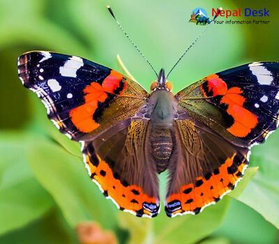 Indian Red Admiral