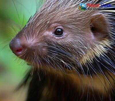 Asiatic Brush-tailed Porcupine