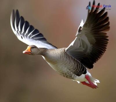 Greylag goose_Anser anser