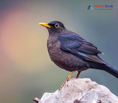 Himalayan Blackbird - Turdus maximus