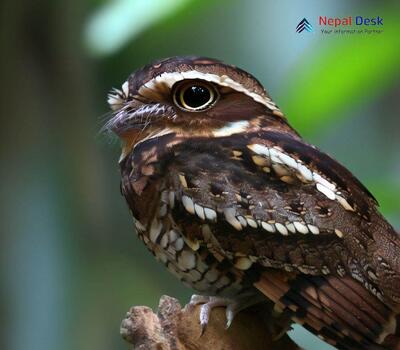 Jungle Nightjar - Caprimulgus indicus