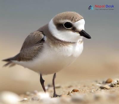 Kentish Plover - Charadrius alexandrinus