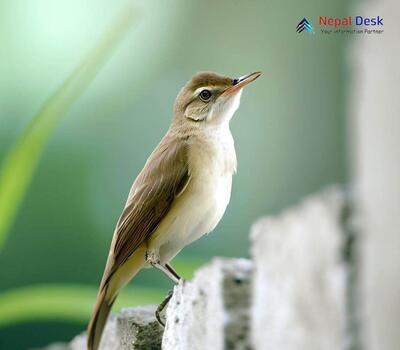 Oriental Reed Warbler_Acrocephalus orientalis