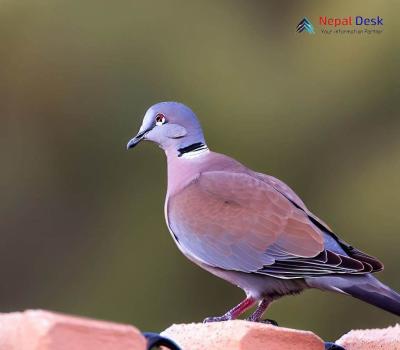 Red-collared Dove - Streptopelia tranquebarica