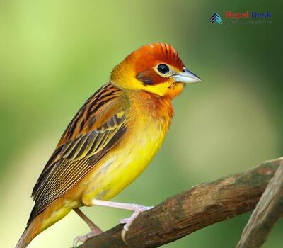 Red-headed Bunting_Emberiza bruniceps