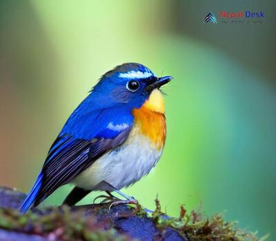 Snowy-browed Flycatcher_Ficedula hyperythra