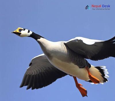 Bar-headed Goose_Anser indicus