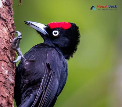 Black Woodpecker_Dryocopus martius