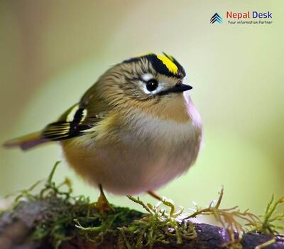 Goldcrest - Regulus regulus