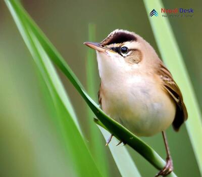 Black-Browed Reed Warbler_Acrocephalus bistrigiceps