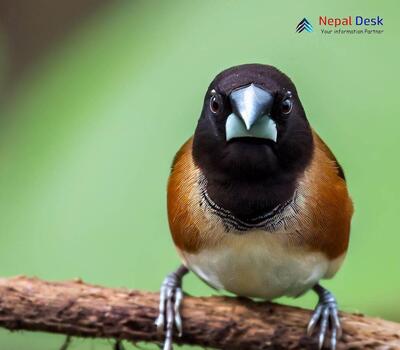 Black-headed Munia - Lonchura malacca