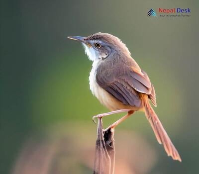 Brown Prinia_Prinia polychroa