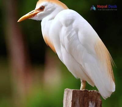 Cattle Egret_Bubulcus ibis