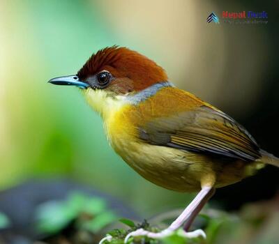 Chestnut-headed Tesia_Cettia castaneocoronata