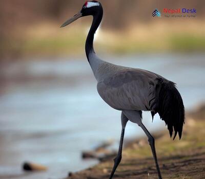 Common crane_Grus grus