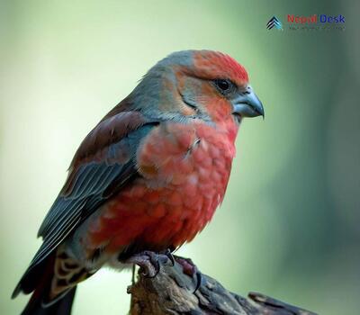 Common Crossbill_Loxia curvirostra