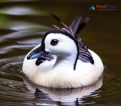 Cotton Pygmy Goose_Nettapus coromandelianus
